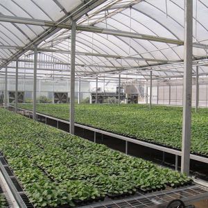 連棟花卉麻豆黄色片网站